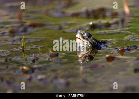 Die Balkan-Teichschildkröte oder westliche Kaspische Schildkröte (Mauremys rivulata) in einem Teich Stockfoto