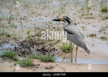 Great Thick Knee, Esacus recurvirostris, Wilpattu National Park, Sri Lanka, Great Stone Curlew Stockfoto