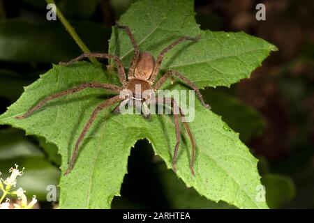 Huntsman Spider, Heteropoda Venatoria, Sinharaja Weltnaturerbe, Sri Lanka, auf Blatt in Wald, Nachtzeit Stockfoto