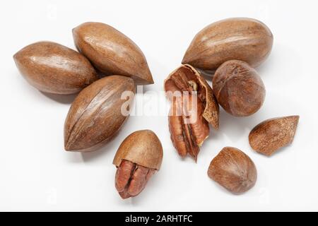 Pekannuss auf weißem Hintergrund. Carya illinoinensis Stockfoto