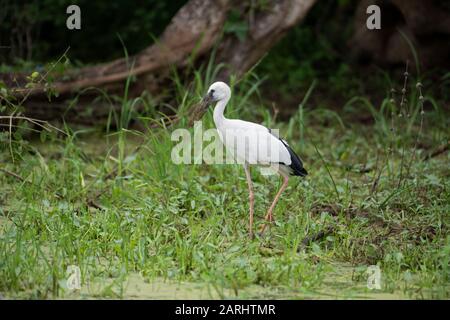 Asian Openbill Stork, Anastomus oscitans, Yala National Park, Sri Lanka, Erwachsene haben eine Lücke zwischen dem gewölbten Oberkiefer und dem rezidivierenden Untermandib Stockfoto