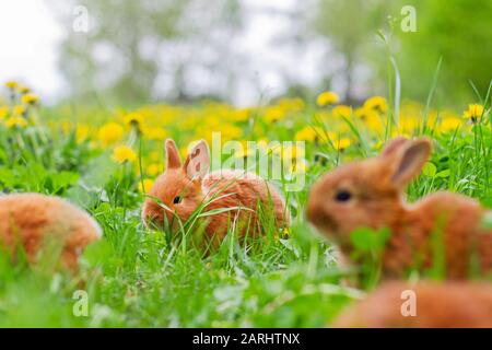 Niedliche rote Hasen essen Klee unter grünem Gras Stockfoto