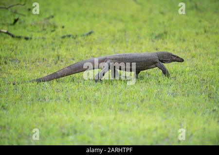 Bengal Monitor Licard, Varanus bengalensis, Wilpattu National Park, Sri Lanka, zu Fuß Stockfoto