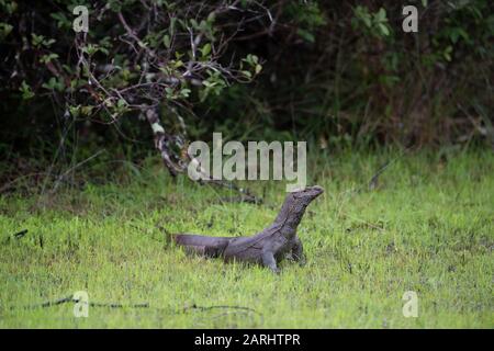 Bengal Monitor Lizard, Varanus bengalensis, Wilpattu National Park, Sri Lanka Stockfoto