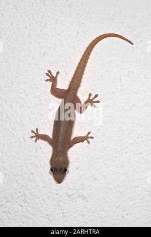 Asien-Haus Gecko, Hemidactylus frenatus, an der Wand, Sri Lanka Stockfoto