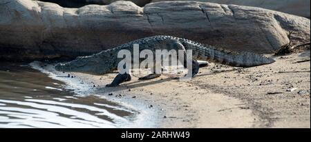 Mugger Crocodile, Crocodylus palustris, Yala-Nationalpark, Sri Lanka, am Strand ins Meer wandern Stockfoto