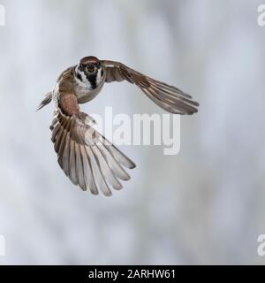 Feldspatz, Flug, fliegend, Flugbild, Feld-Spatz, Feldsperling, Feld-Sperling, Spatz, Spatzen, Sperling, Passer montanus, feldsperling, Sperber, Flug Stockfoto