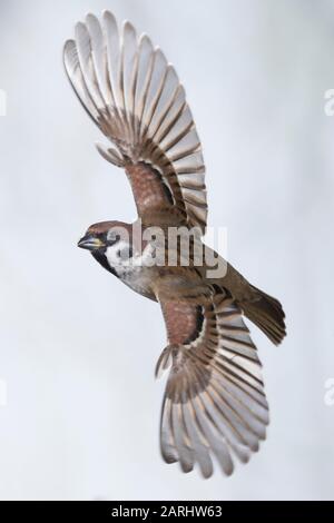 Feldspatz, Flug, fliegend, Flugbild, Feld-Spatz, Feldsperling, Feld-Sperling, Spatz, Spatzen, Sperling, Passer montanus, feldsperling, Sperber, Flug Stockfoto