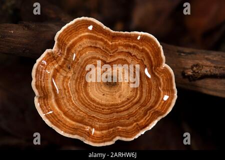 Bracket Pilze, Microporus Xanthopus, Sinharaja Weltnaturerbe, Sri Lanka, Nahaufnahme mit Ringmuster Stockfoto