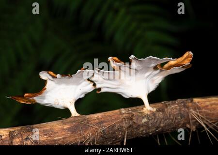 Bracket Pilze, Microporus Xanthopus, Sinharaja Weltnaturerbe, Sri Lanka, mit Unterseite Stockfoto