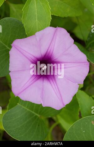 Bayhops, Beach Morning Glory oder Goat's Foot Flower, Ipomoea pes-Caprae, Pasikuda Beach, Sri Lanka Stockfoto