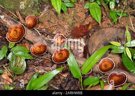 Bracket Pilze, Microporus Xanthopus, Sinharaja Welterbestätte, Sri Lanka, Gruppe, die an umgestürzten Bäumen wächst Stockfoto