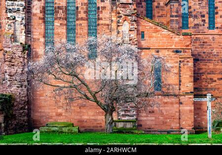 Midwinter blüht auf einem Baum von Shrewsbury Abbey, Shropshire England Stockfoto