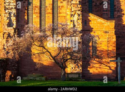 Midwinter blüht auf einem Baum von Shrewsbury Abbey, Shropshire England Stockfoto