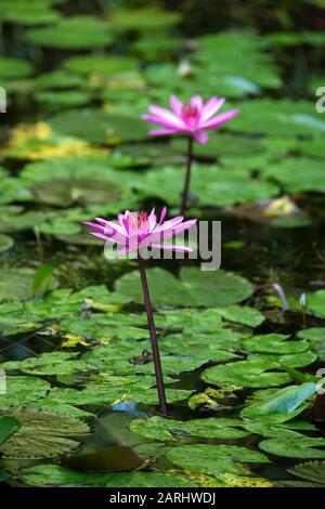 stern-lotus, Rote und blaue Seerose, Blaue Stern-Seerose, Nymphaea nouchali, Sinharaja Welterbestätte, Sri Lanka, Nationalblume Sri Lankas a Stockfoto
