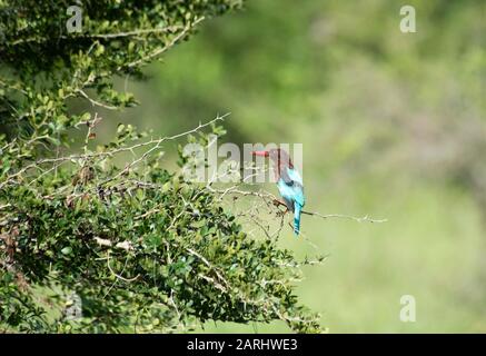 White Throated Kingfisher, Halcyon smyrnensis, Ramsar Wetland, Sri Lanka Stockfoto