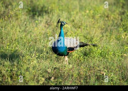 Indische Pfauenvögel, Pavo Cristatus, Ramsar Wetland, Sri Lanka, männlicher Pfau, Stockfoto