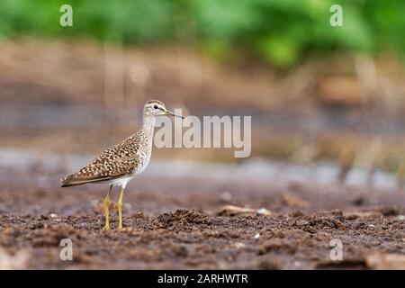 sandpiper steht auf dem Boden in einem Sumpf Stockfoto