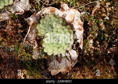 Pinguicula cyclosecta ist eine mehrjährige rosettenbildende Insektivorpflanze, die im Bundesstaat Nuevo León in Mexiko beheimatet ist Stockfoto