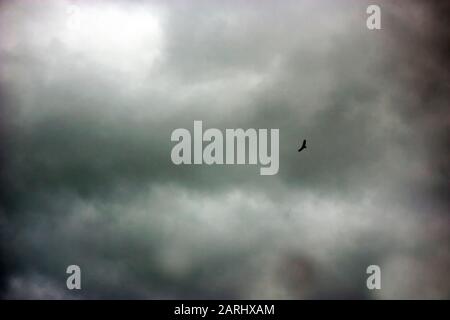 Ein Falke, der vor dem Hintergrund der wütenden Sturmwolken aufsteigt Stockfoto