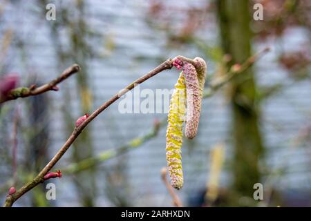 Ein kleiner Haselzweig, der große gelbe und rosafarbene männliche Katkins und winzige, leuchtend rosafarbene weibliche Blumen zeigt Stockfoto