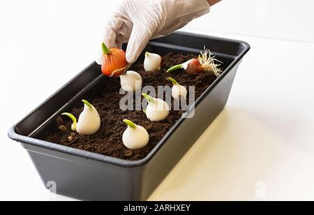 Weibliche Hände in Handschuhen halten Tulpenzwiebeln. Wachsende Tulpen zu Hause. Das Konzept der Hausgärtnerei. Nahaufnahme. Stockfoto