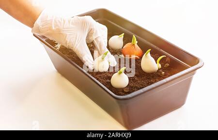 Weibliche Hände in Handschuhen halten Tulpenzwiebeln. Wachsende Tulpen zu Hause. Das Konzept der Hausgärtnerei. Nahaufnahme. Stockfoto