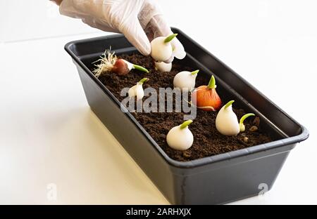 Weibliche Hände in Handschuhen halten Tulpenzwiebeln. Wachsende Tulpen zu Hause. Das Konzept der Hausgärtnerei. Nahaufnahme. Stockfoto