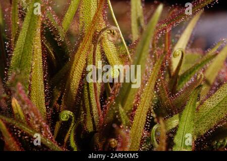 Drosera adelae, auch Lance-Leaf-Sonnentau genannt Stockfoto