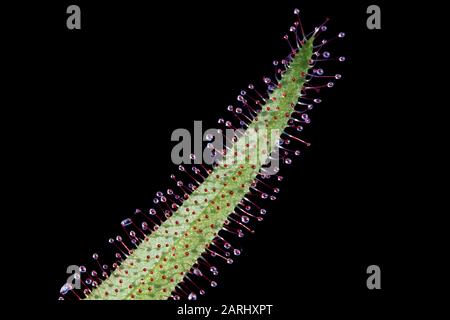 Drosera adelae, auch Lance-Leaf-Sonnentau genannt Stockfoto