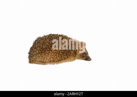 Europäischer Igel (Erinaceus europaeus) vor weißem Hintergrund Stockfoto