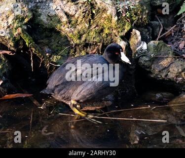 American Coot Bird Nahprofilansicht im Wasser, mit rotem Auge, weißem Schnabel, grünen Füßen und schwarzem Federkleid mit einem Moos-Felsrückengrou Stockfoto