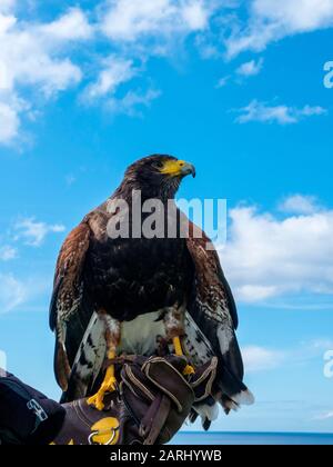 Honey ist ein Harris Hawk auf dem Gelände eines Luxushotels in Funchal Madeira Portugal. Es wird trainiert, jeden Morgen ferale Tauben und Möwen abzuschrecken Stockfoto