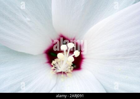 Makroaufnahme eines weißen chinesischen Hibiskus. Stockfoto