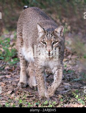 Bobcat Nahansicht des Profils, auf dem Feld mit offenem Mund in der Umgebung und Umgebung. Stockfoto