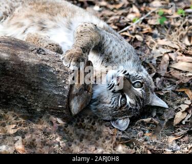 Die auf dem Rücken liegende Spruef-Profilansicht von Bobcat mit Blick auf die Kamera mit braunem Hintergrund in der Umgebung und Umgebung. So süß. Stockfoto