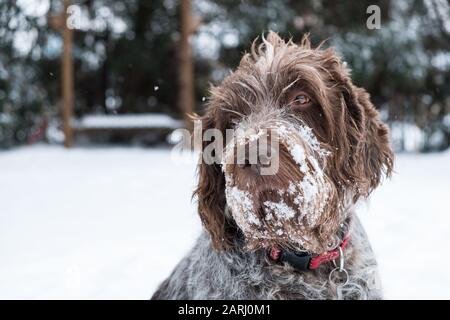 Neugieriger Hund (deutscher Wirehaired Pointer) sieht nach dem Spielen im Schnee eine Schneeflocke Stockfoto