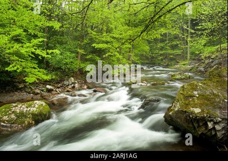 Ein schnell fließender Bach durchzieht im Frühling einen östlichen Tennessee Wald. Stockfoto