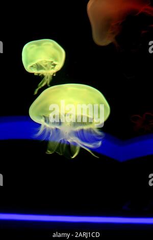 Gelee Fisch im Newport Aquarium Stockfoto