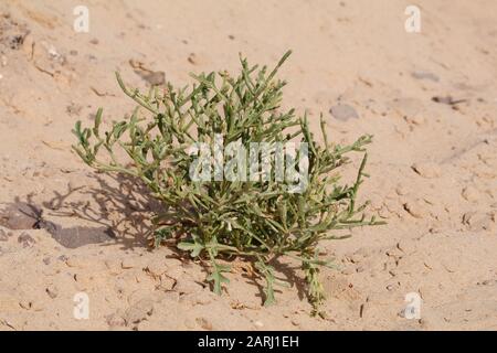 Cakile Maritima Sea Rocket auf Lanzarote Island, Kanarische Inseln Stockfoto