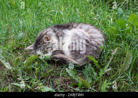 Graue Katze, die auf dem grünen Gras schläft, schließt sich an Stockfoto