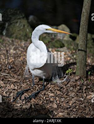Nahprofilansicht des Great White Egret Birds, der auf braunen Blättern ruht und Kopf, gelber Schnabel, Auge, schwarze Beine, weißes Federkleid in seinem zeigt Stockfoto