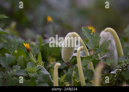 "Gherkin des Teufels" (Eccallium elaterium), das seine Frucht ausnutzt, wenn er das geringste Reiben erhält, um seine Samen zu verteilen Stockfoto