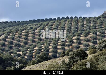 Hügel mit Olivenbäumen und einigen Steineichen und Kiefern, die für die mediterrane Landschaft typisch sind Stockfoto