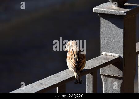 Sparrow thront auf einem schwarzen Parkgeländer aus Metall Stockfoto