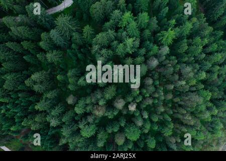 Textur des Waldlichts von oben, Wald Mit Luftblick, Panoramafoto über den Oberseiten des Kiefernwaldes Stockfoto