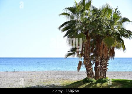 Dattelpalmen an einem mediterranen Strand an einem sonnigen Wintertag Stockfoto