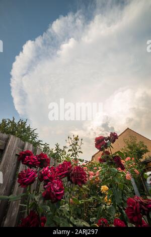 Gewitter mit klar definiertem Amboss aus einem Hinterhofgarten mit Rosen Stockfoto