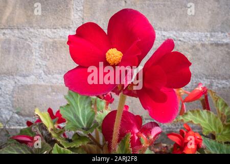 Nahaufnahme der tiefrot blühenden, tuberösen Begonia in einem Blumenbeet. Ziegelwand als Hintergrund. Stockfoto