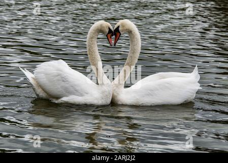 valentinstag, romantische zwei Schwäne auf einem See, Symbol Herzform der Liebe, Valentinstag Stockfoto